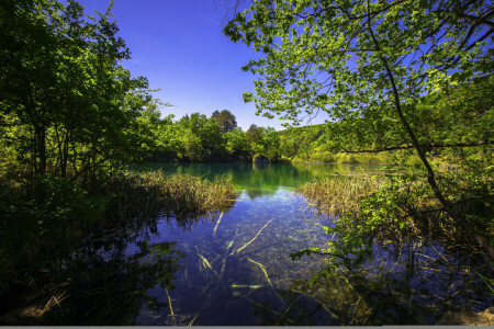 Croazia, erba, verdura, lago, i cespugli, alberi