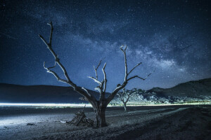 notte, spazio, stelle, la via Lattea, albero