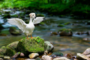 abaqulusi, Hibrid animal, câine, gâscă