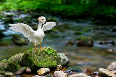 abaqulusi, Dierlijke hybride, hond, gans