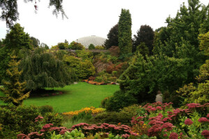 Kanada, Blumen, Garten, Lichtung, Gras, Grüns, Von Entladungsdüsen Gärten, die Büsche