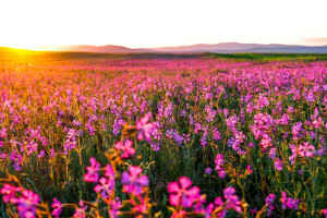 champ, fleurs, Matin