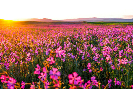 fält, blommor, morgon-