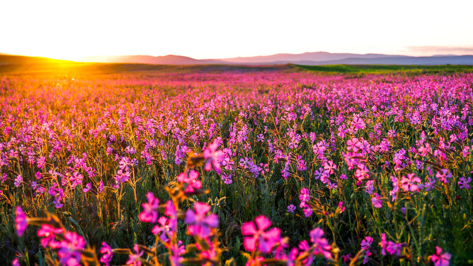 champ, fleurs, Matin