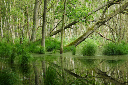 skog, refleksjon, starr, sump