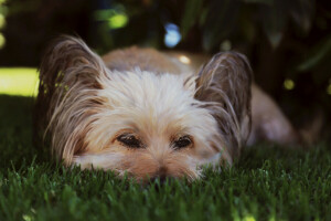 background, dog, each, look