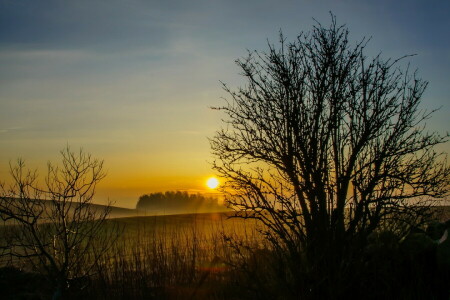 champ, paysage, le coucher du soleil