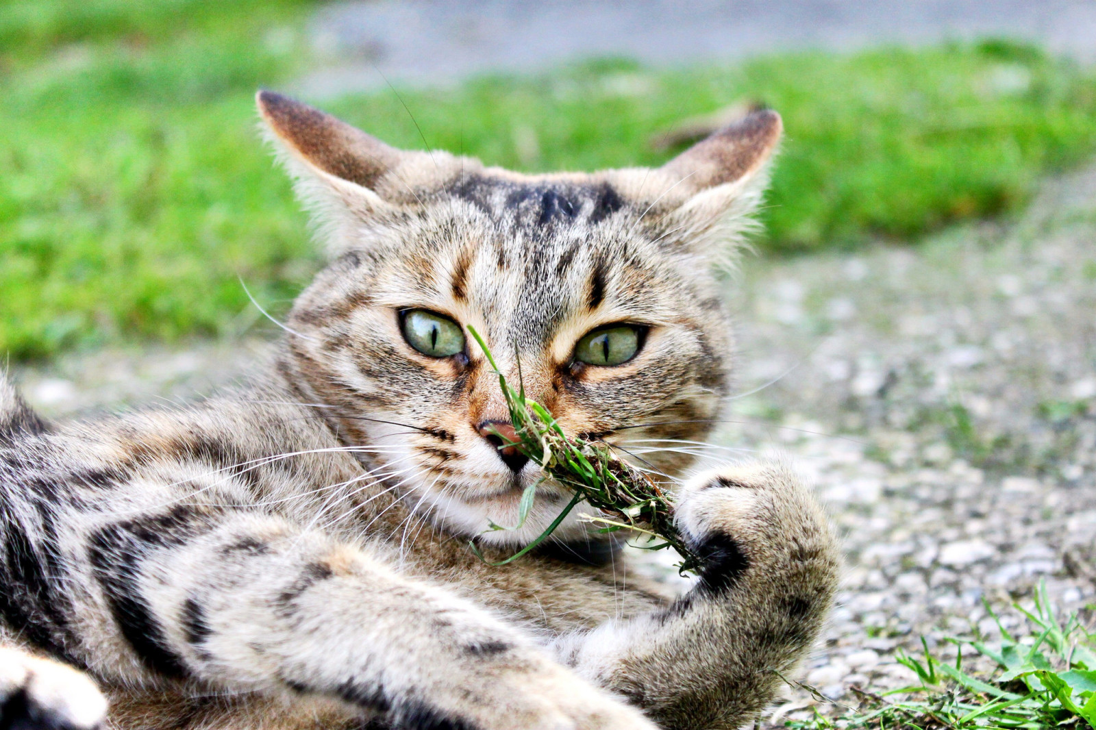 aussehen, Hintergrund, Katze, Augen, Kote