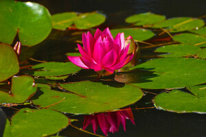 flor, folhas, Lírio, pétalas, lagoa