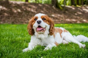 cane, viso, radura, erba, linguaggio, prato, bugie, leggero