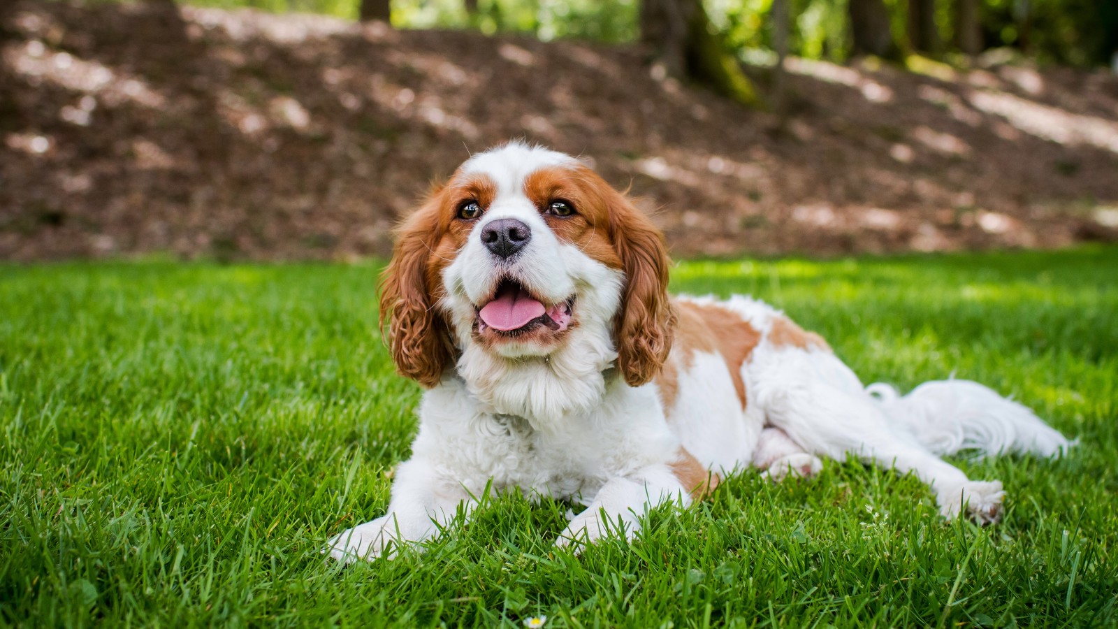 grass, look, light, nature, pose, dog, face, summer