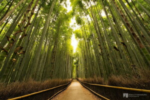 bamboe, bosje, Kenji Yamamura, pad, fotograaf, de zon