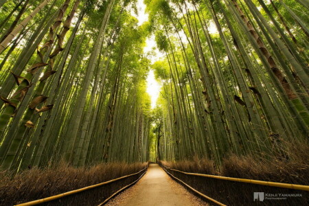 bambou, bosquet, Kenji Yamamura, chemin, photographe, le soleil