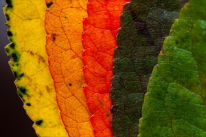 Couleur, feuilles, macro, la nature