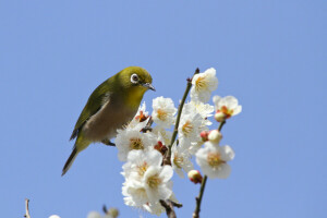 pássaro, galhos, floração, flores, pétalas, Sakura, Primavera, o céu