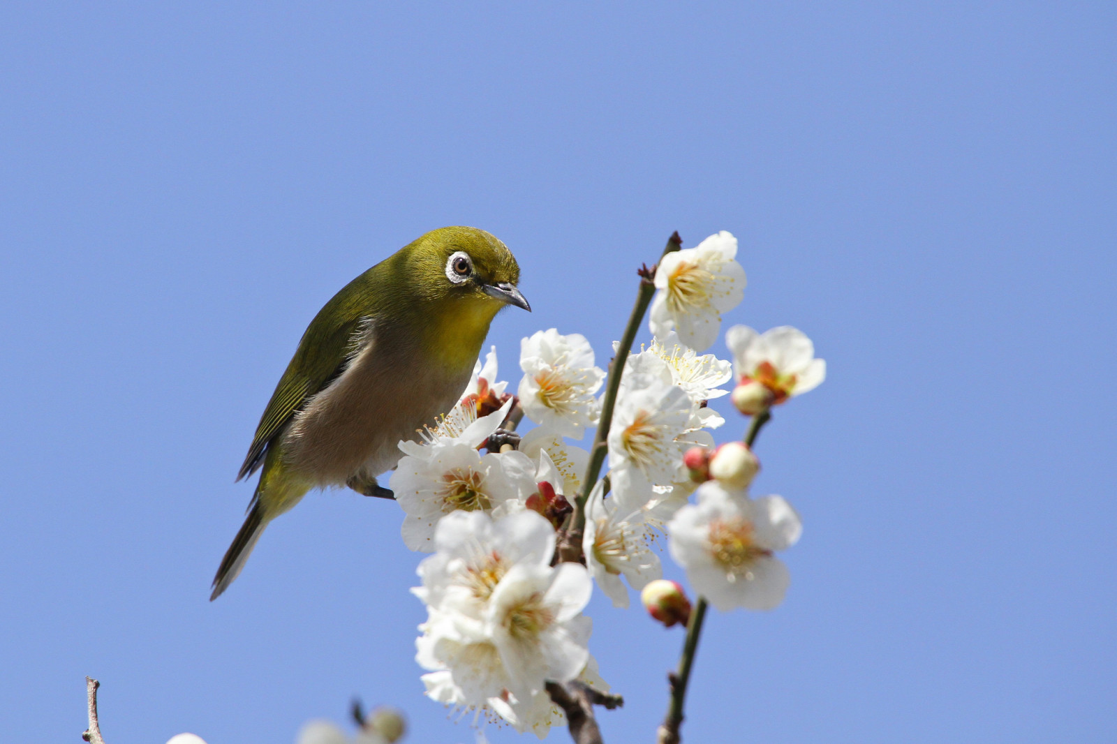 branches, the sky, flowers, spring, bird, petals, flowering, Sakura