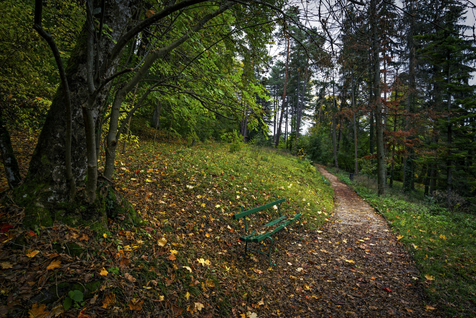 copac, Parc, urmări, bancă