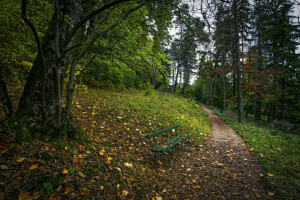 banc, parc, Piste, arbre