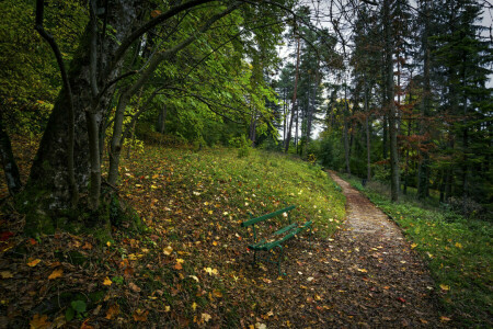 bench, Park, track, tree