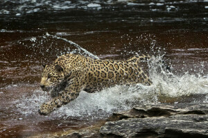 (filme), Amazonas, Jaguar, predador, esguichar, água