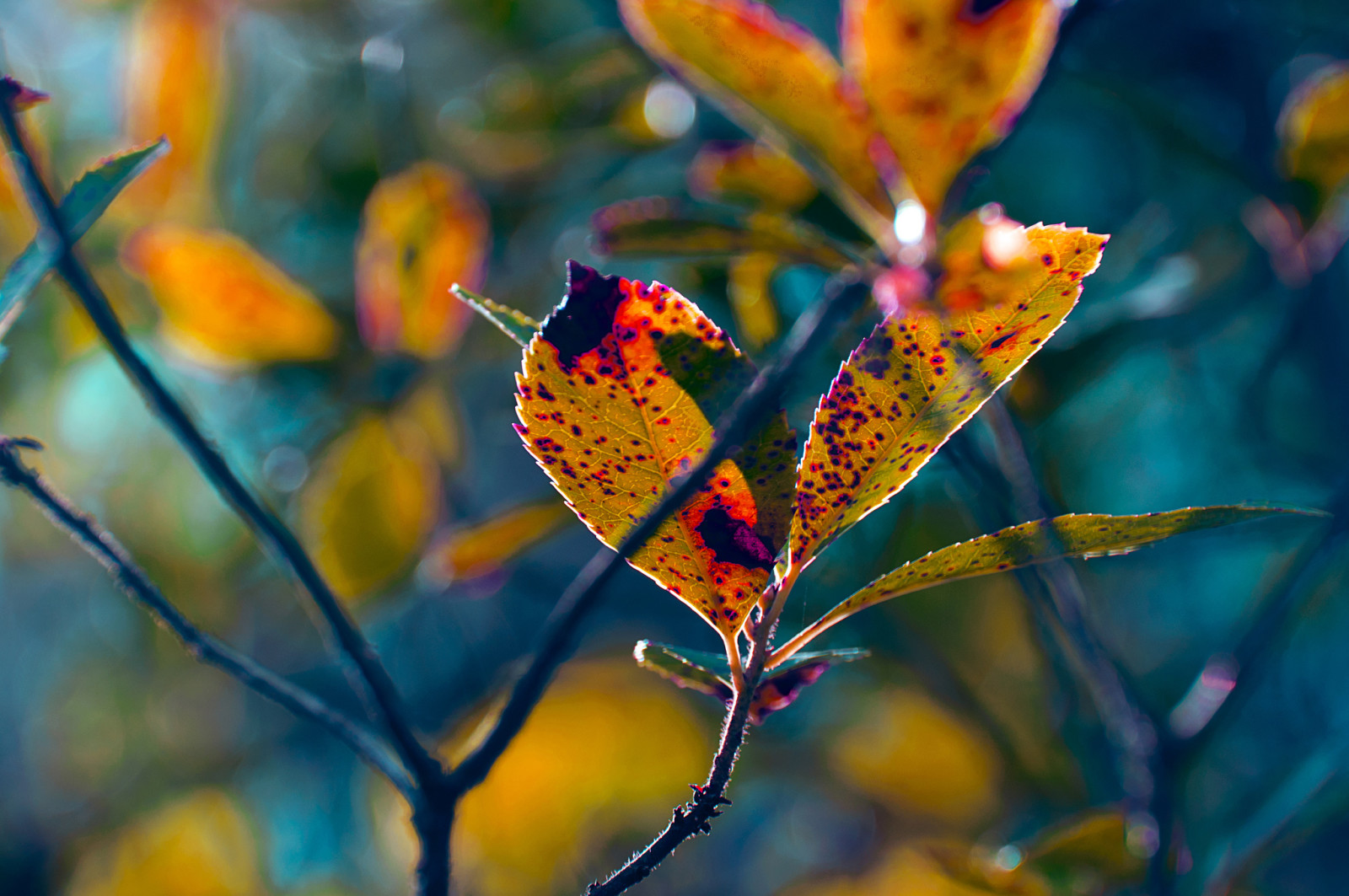 herfst, takken, vervagen, fabriek, bladeren