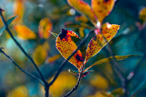 otoño, difuminar, ramas, hojas, planta