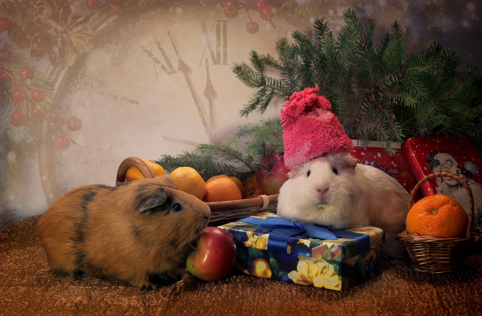 gifts, hat, animals, toys, watch, spruce, Guinea pigs, tangerines