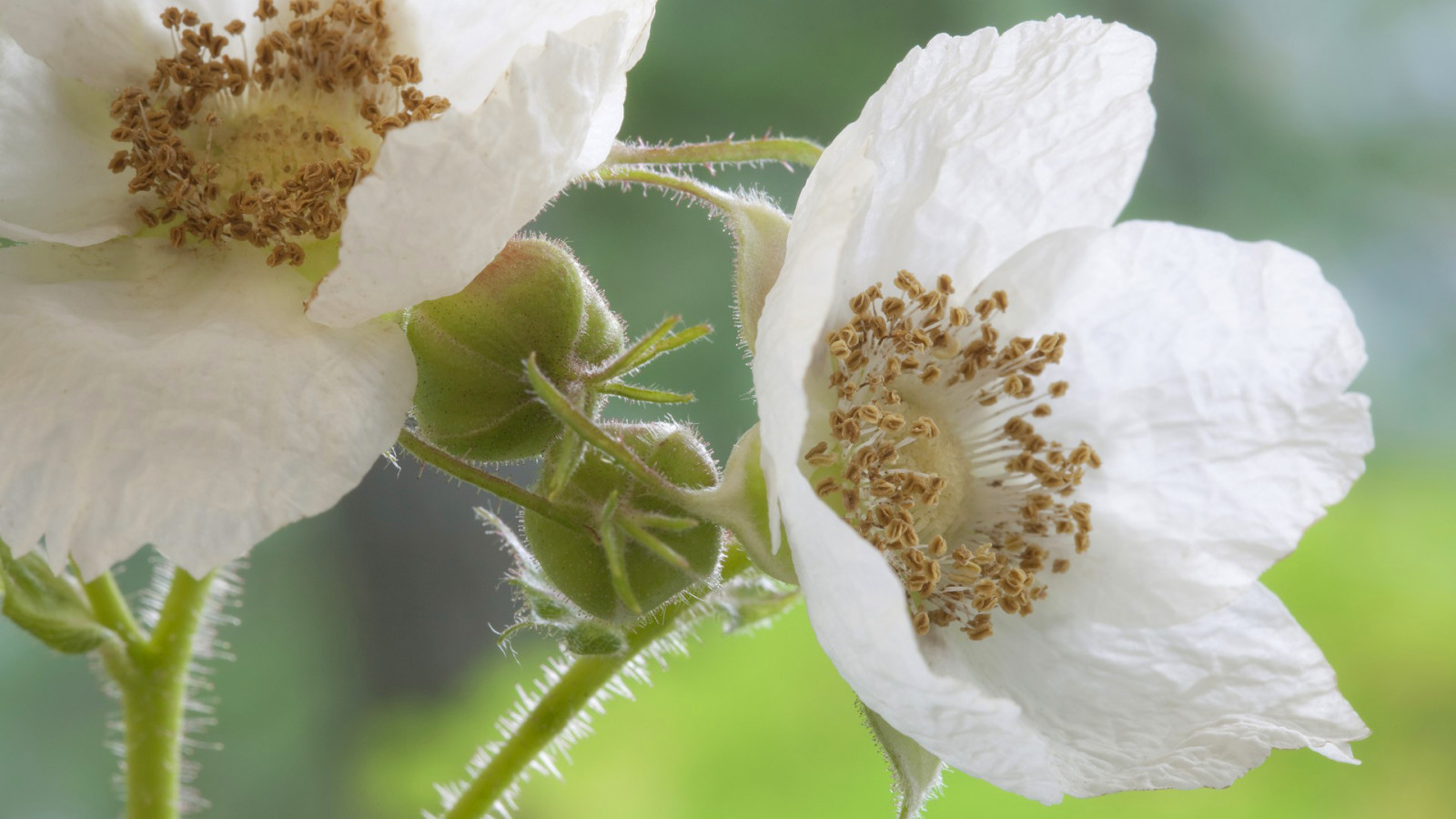 la nature, fleur, pétales, étamines, tige