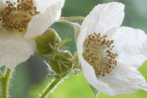 fiore, natura, petali, stami, stelo