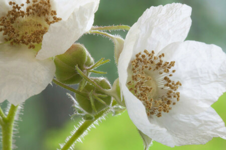 blomst, natur, kronblade, støvdragere, stilk