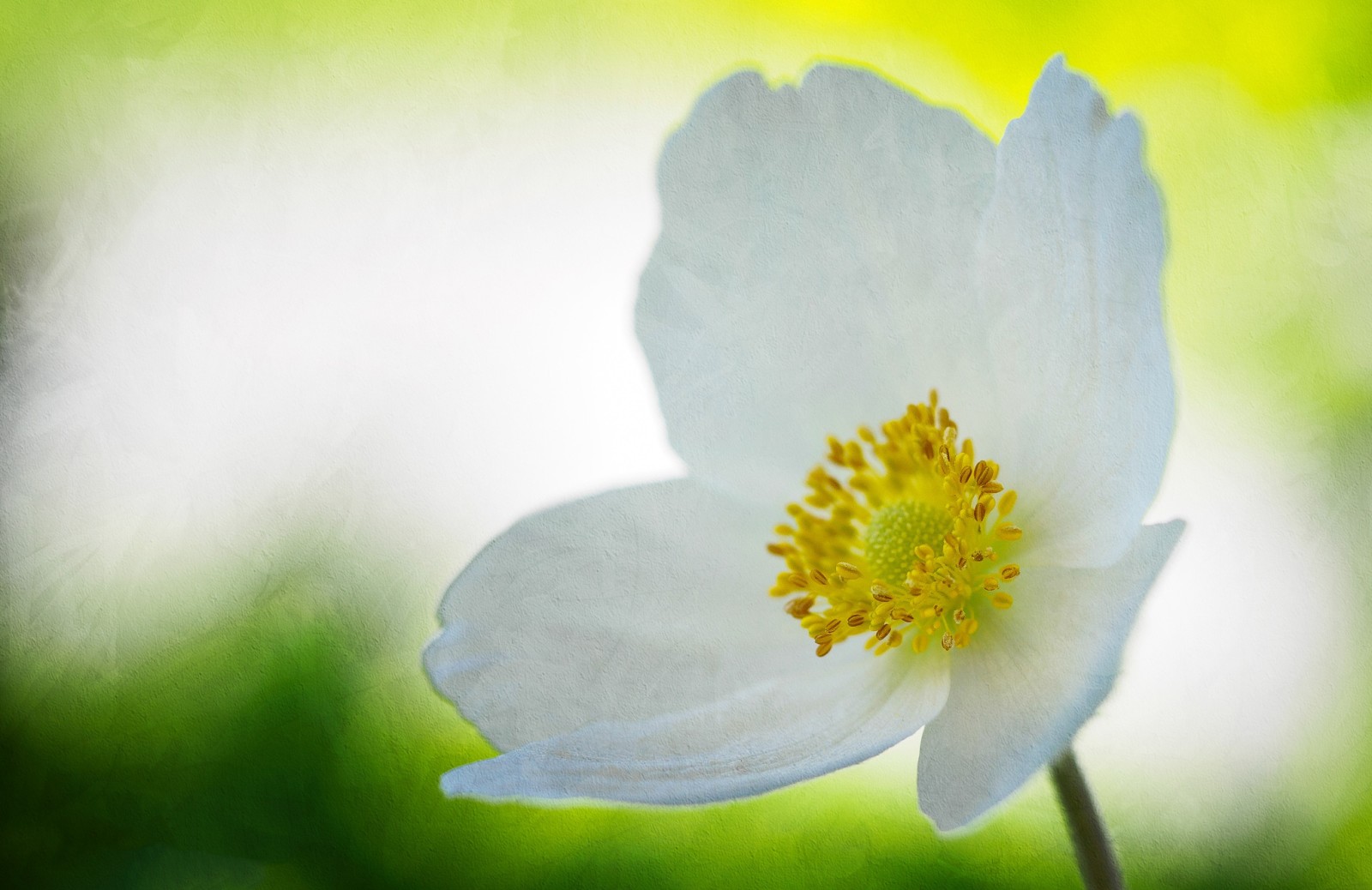 květ, okvětní lístky, anemonastrum