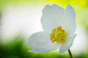 anemonastrum, floare, petale