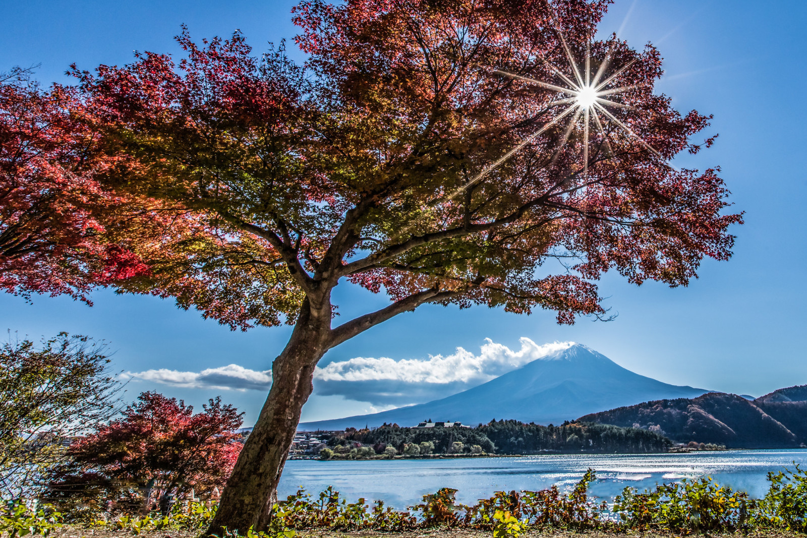 boom, herfst, Berg, meer, Japan, Fuji