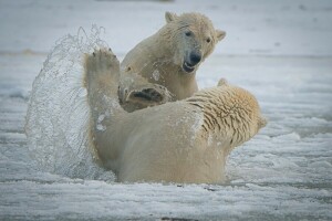 Alaska, bears, polar bears, sparring, squirt