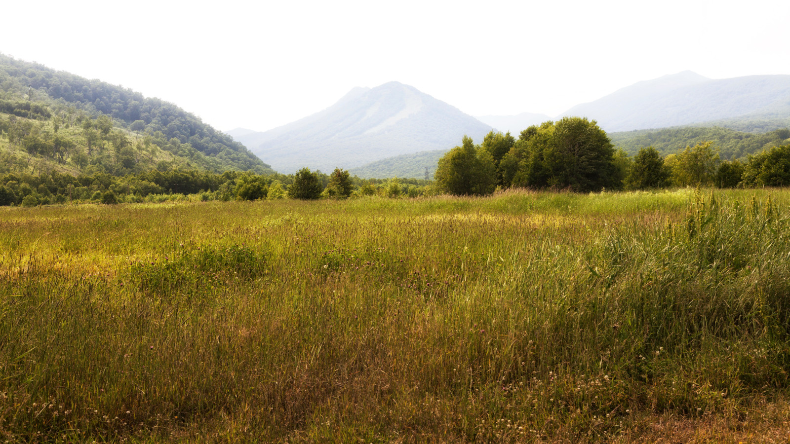 лес, трава, деревья, поле, горы, Россия, луг, Камчатка