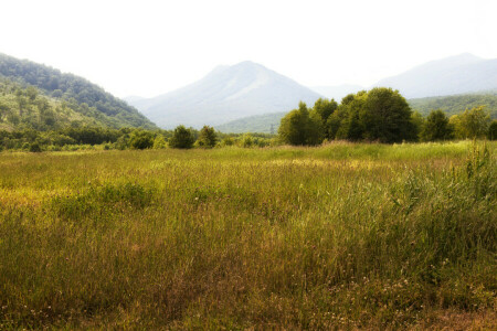 campo, floresta, Relva, Kamchatka, Prado, montanhas, Rússia, árvores