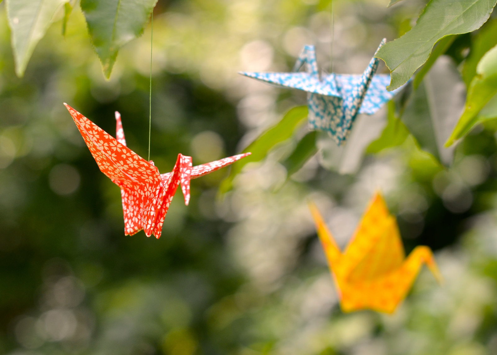 Bokeh, Blätter, Origami, Kräne