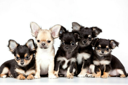 Chihuahua, cute, puppies, quintet