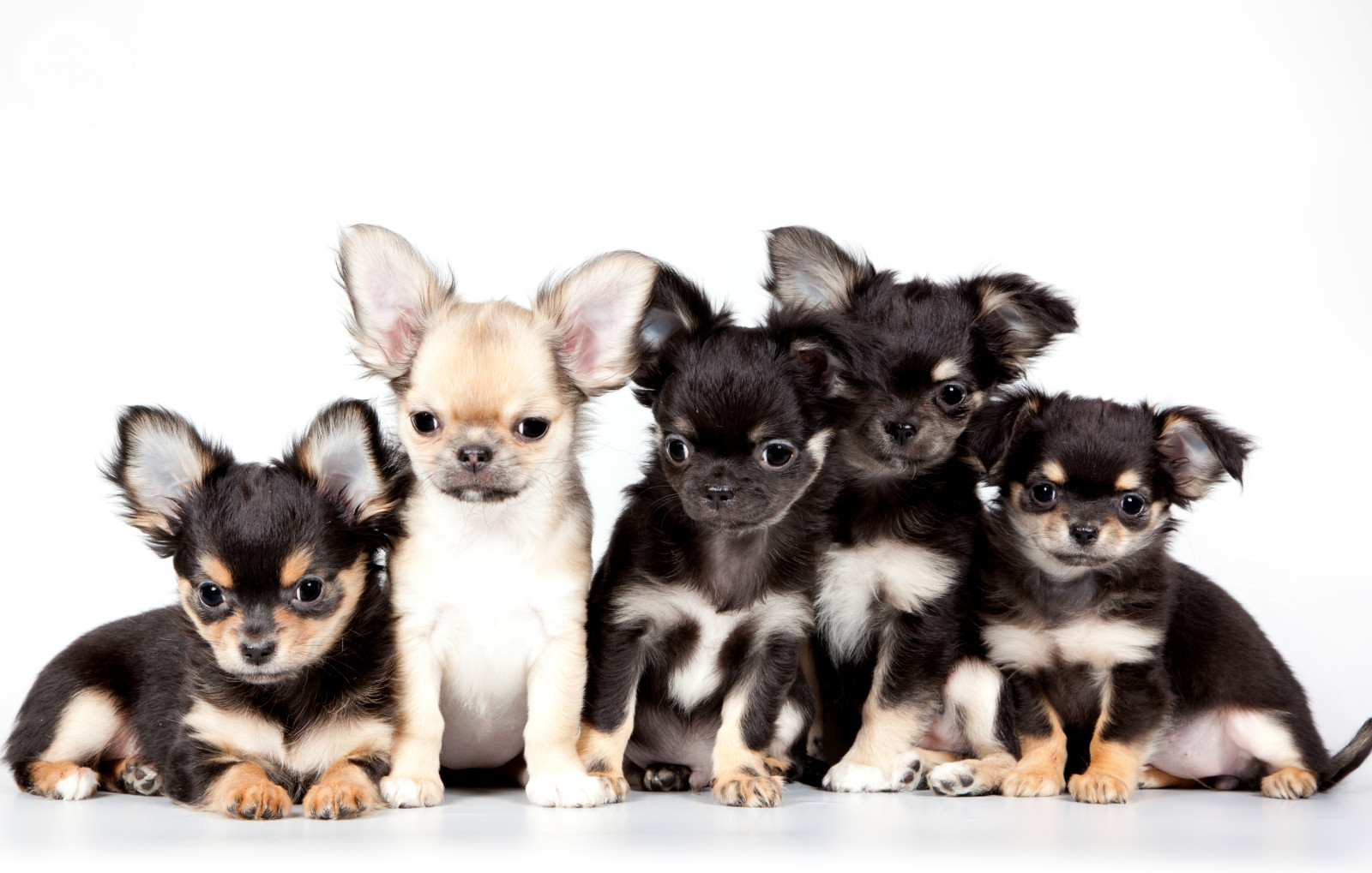 schattig, puppies, Chihuahua, kwintet