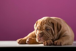 cane, Dogue de Bordeaux, cucciolo