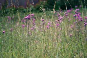 veld-, bloemen, gras, weide