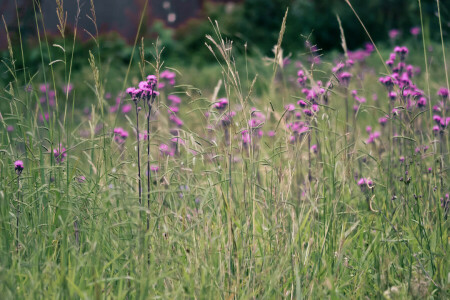 Feld, Blumen, Gras, Wiese