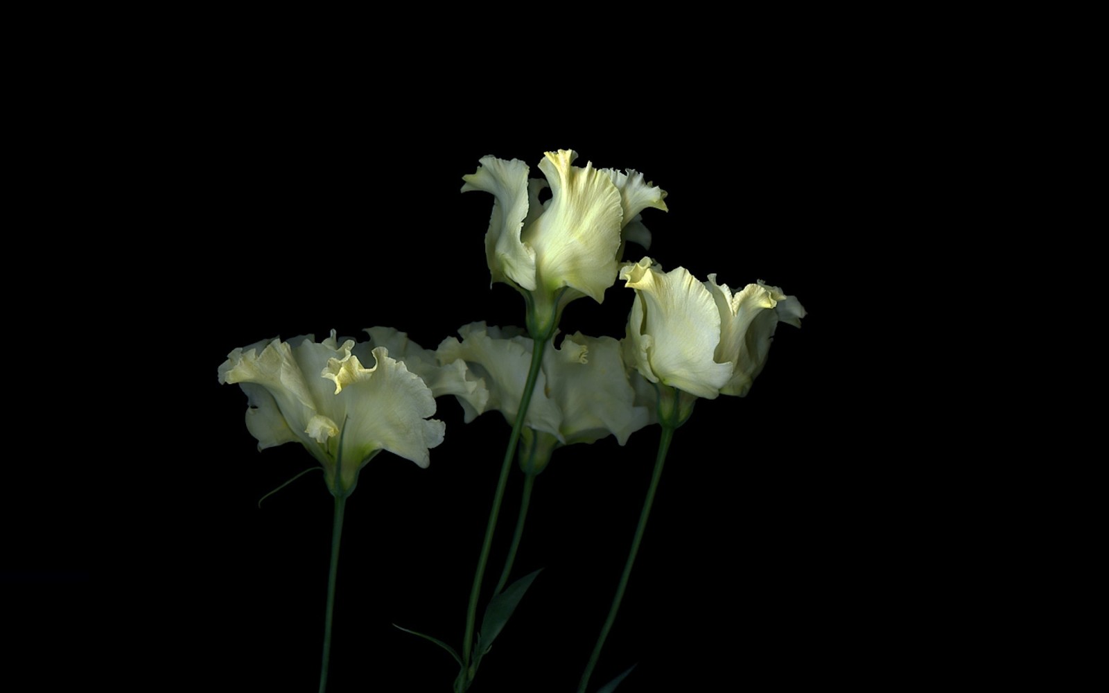 light, background, tulips, shadow, petals, stem