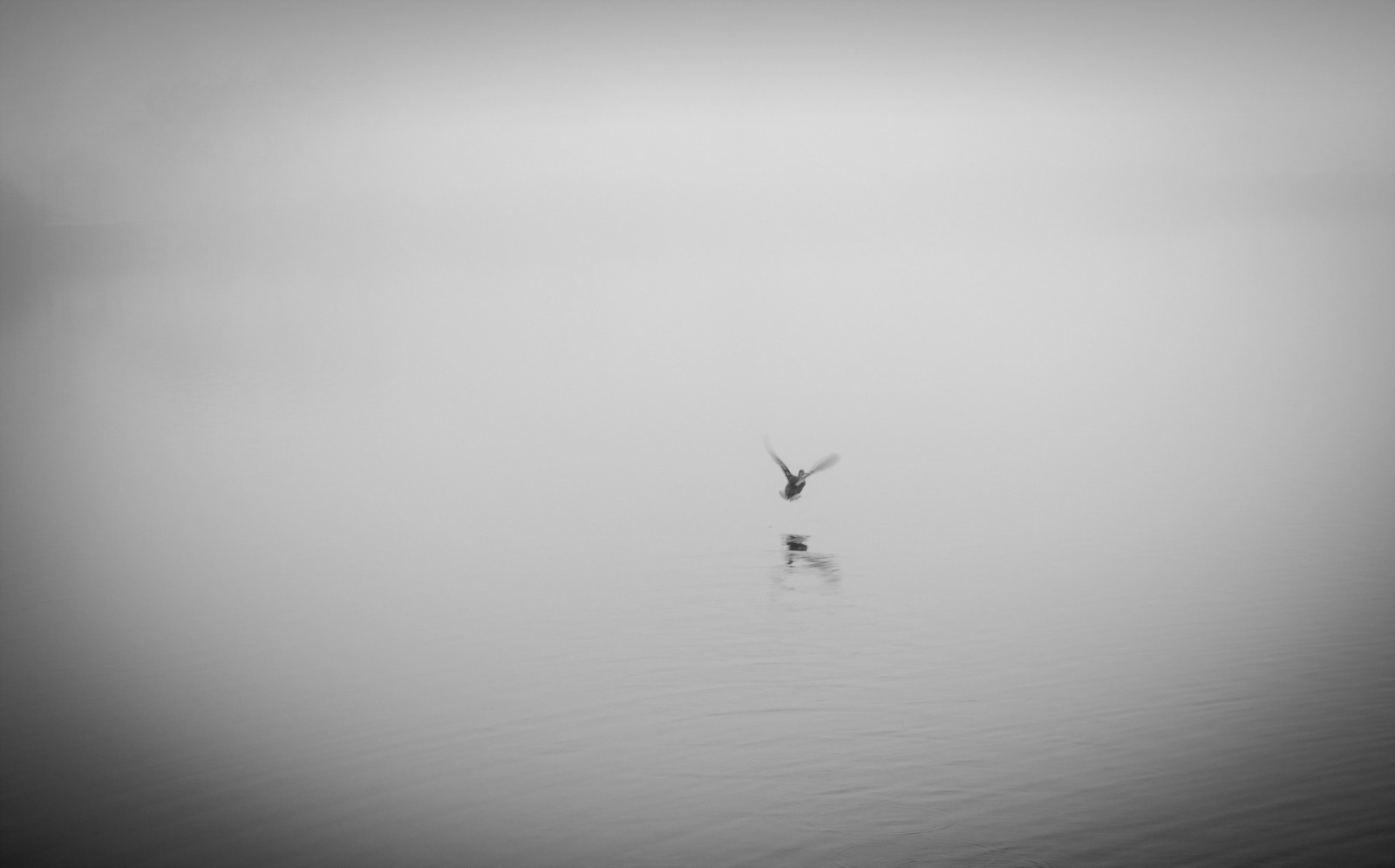 lake, fog, duck