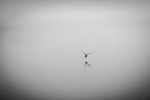 duck, fog, lake