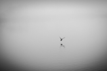 Pato, niebla, lago