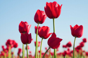 naturaleza, pétalos, vástago, el cielo, tulipanes