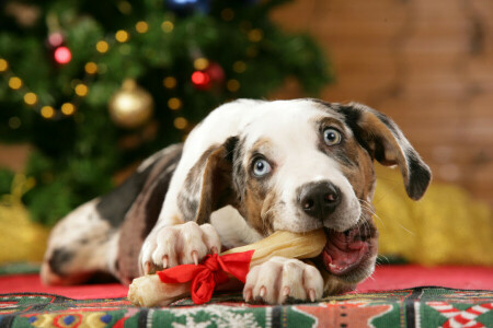 boog, Kerstmis-, hond, cadeaus, vakantie, Nieuwjaar, traktatie