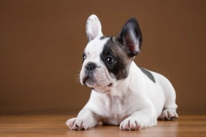 Rasse, Französische Bulldogge, Hündchen