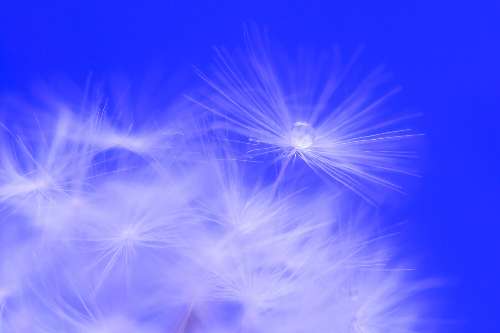 himlen, Rosa, dråbe, græsblad